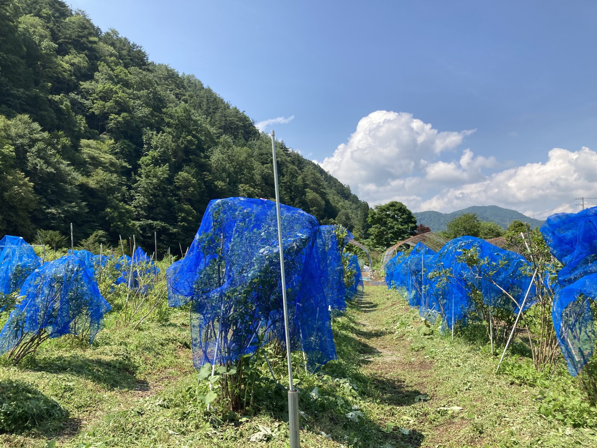 Un scion est économique et permet de former des cordons rapidement. Crédit C.Delhaye